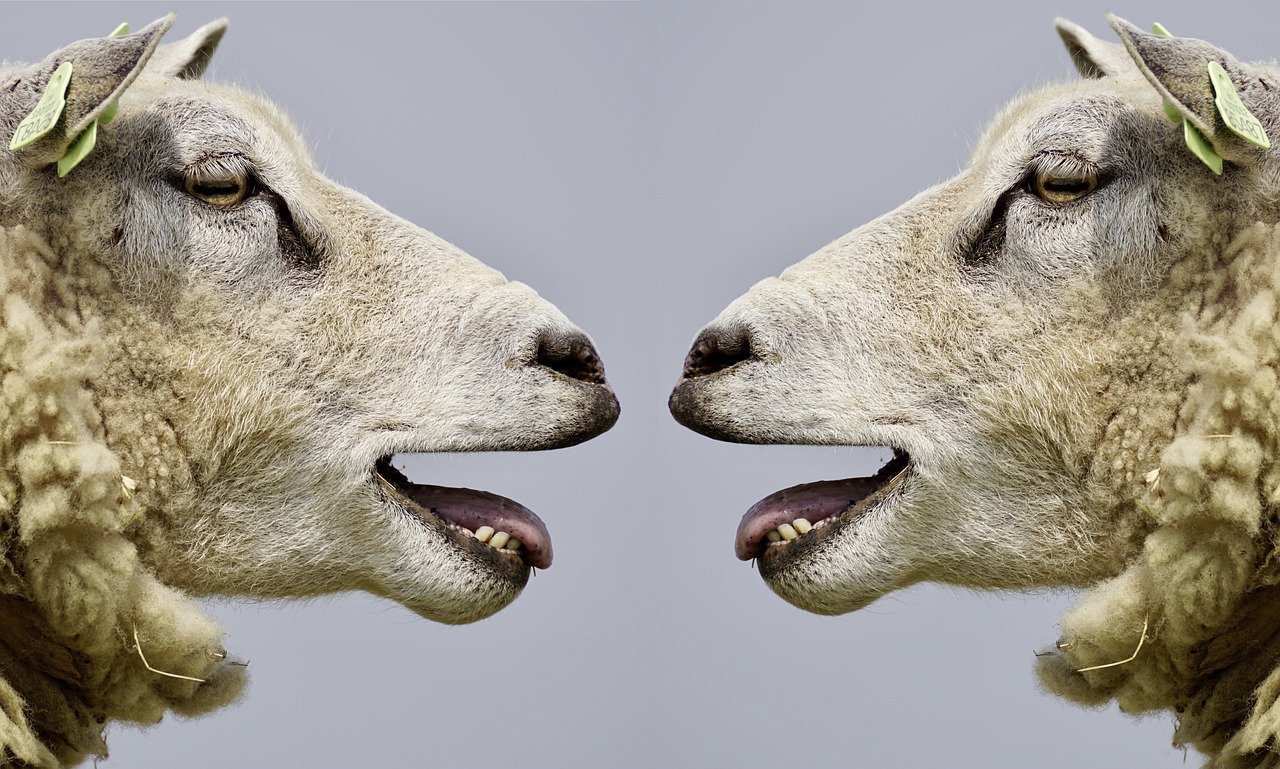 due pecore che si parlano, comunicazione tcp-ip con python